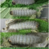 musch proto larva5 volg1 